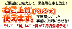 【在庫限り】ねこ上質[ペルシャ]使えます。