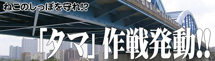 ねこのしっぽを守れ！「タマ」作戦発動！？